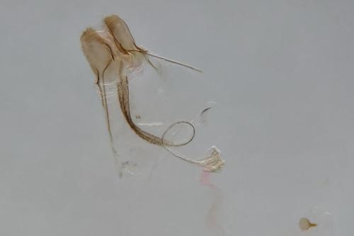 Coleophora atriplicis
